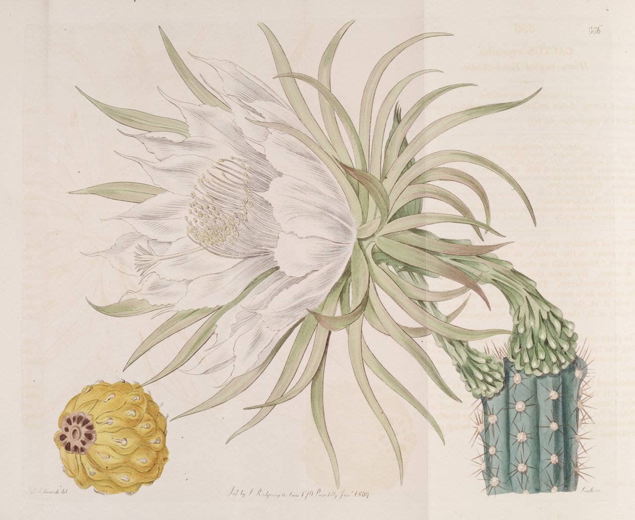 Harrisia gracilis od Edwards