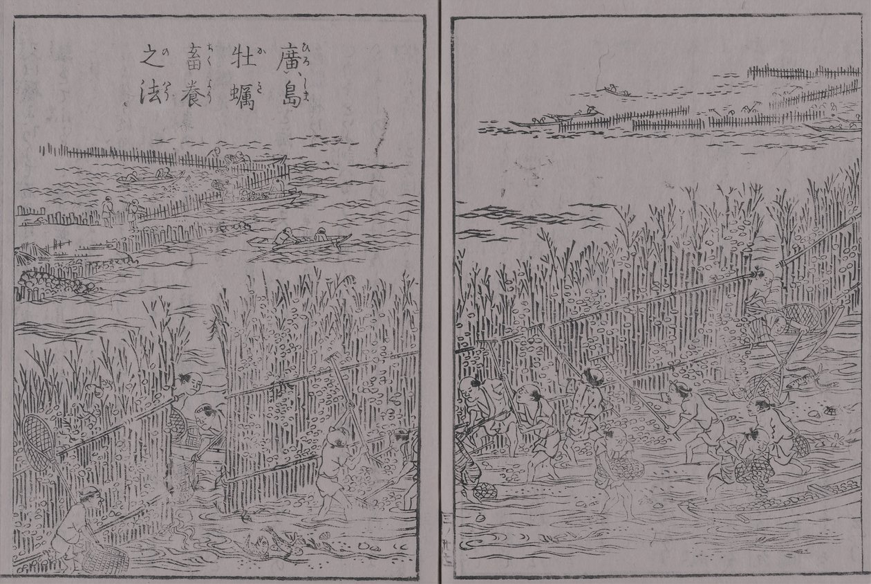 Japonsko Sankai specialita ústřice objem 3 Hirošima ústřice Hirošima způsob chovu ústřic od 蔀関月 Kangetsu