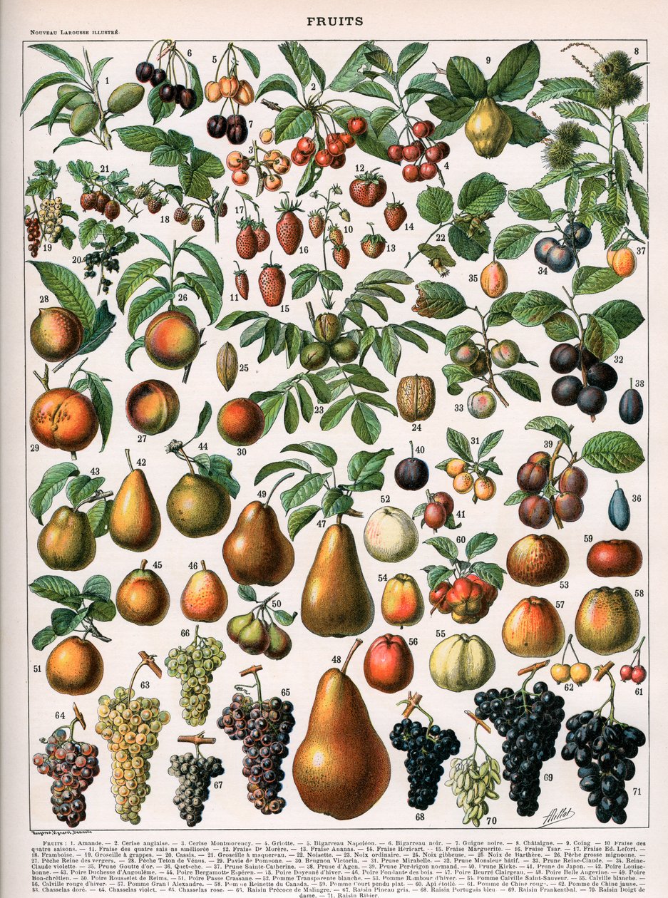 Ilustrace ovocných odrůd, cca 1905-10 (barevné lito) od (after) Alillot