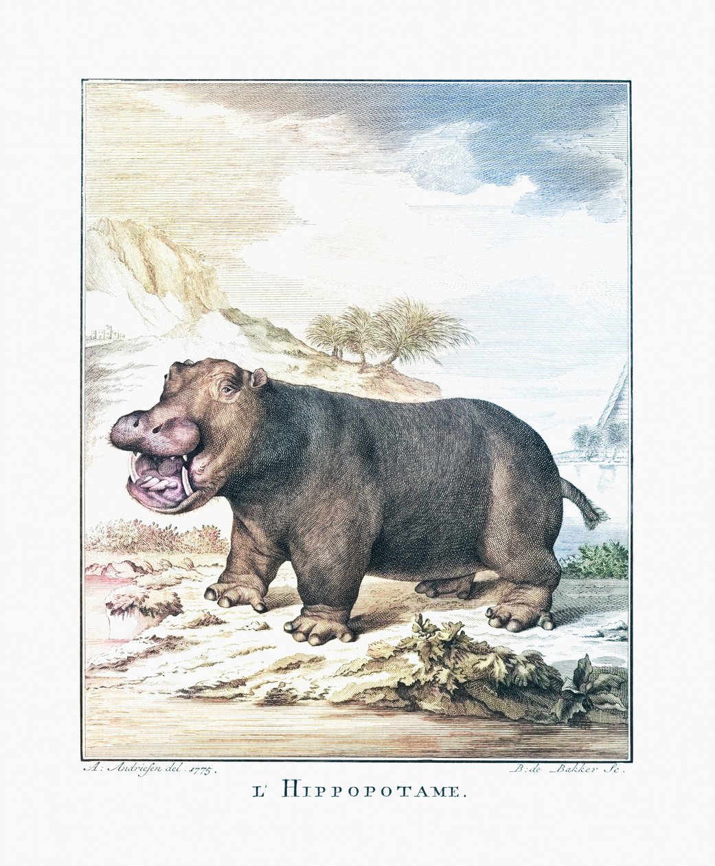 Hroch (Hippopotamus amphibius) od (after) Dutch School