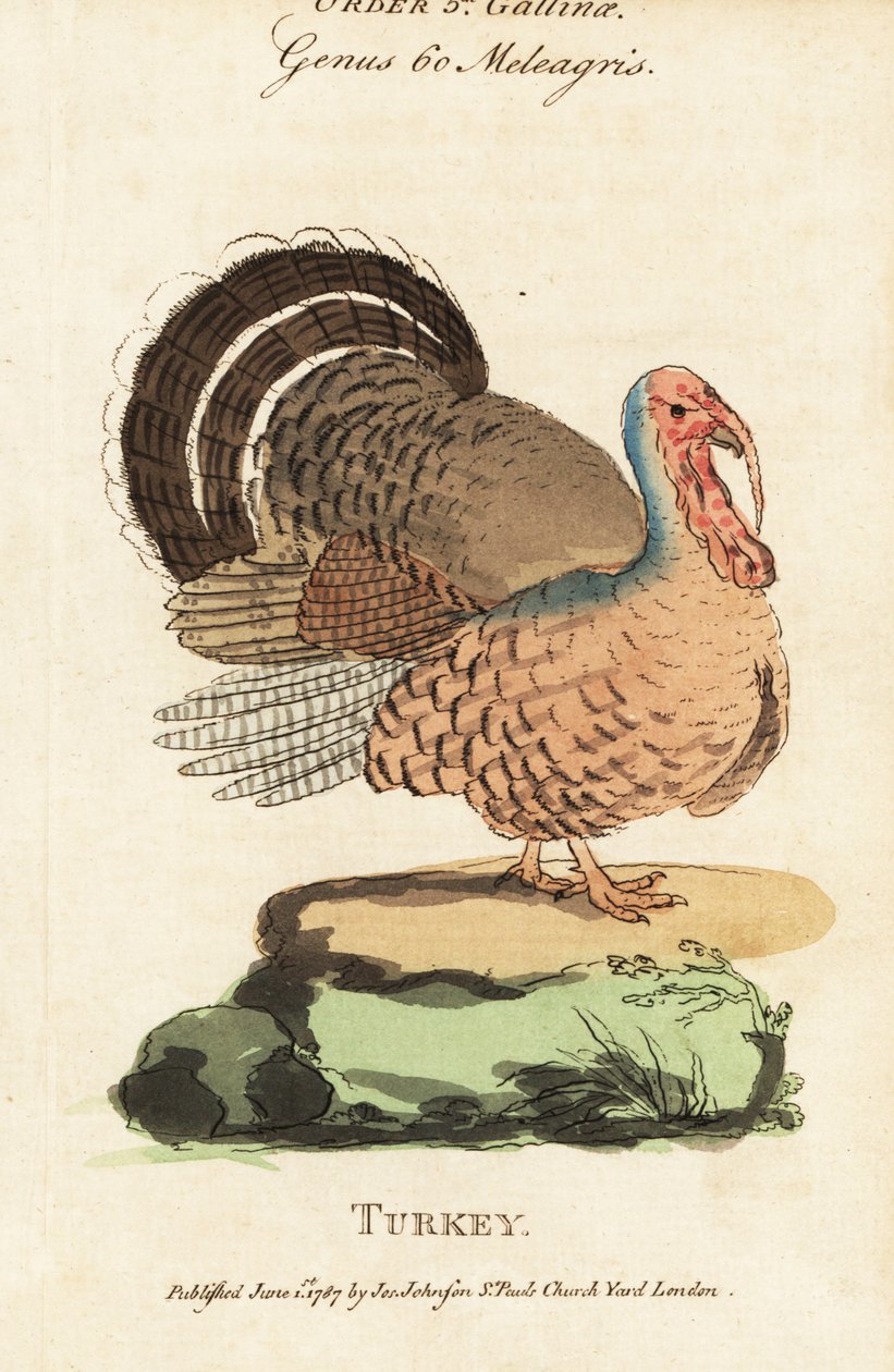 Turecko, Meleagris gallopavo od (after) English School