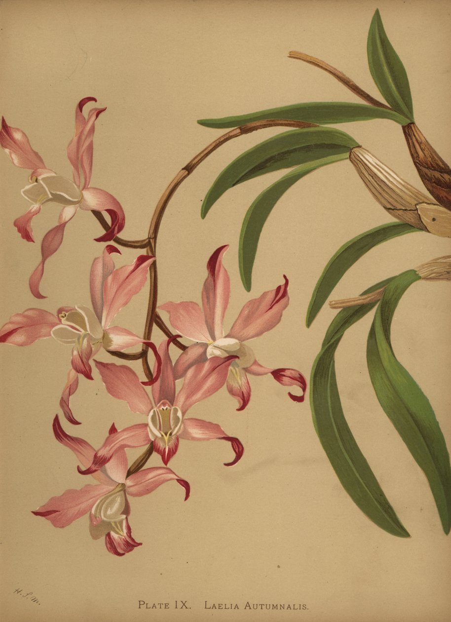 Podzimní orchidej laelia, Laelia autumnalis od Unknown
