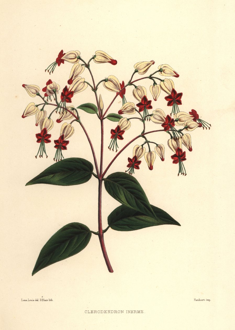 Krvácející keř nebo keř krásy, Clerodendrum thomsoniae (Clerodendron inerme, Clerodendron thomsones) od Unknown