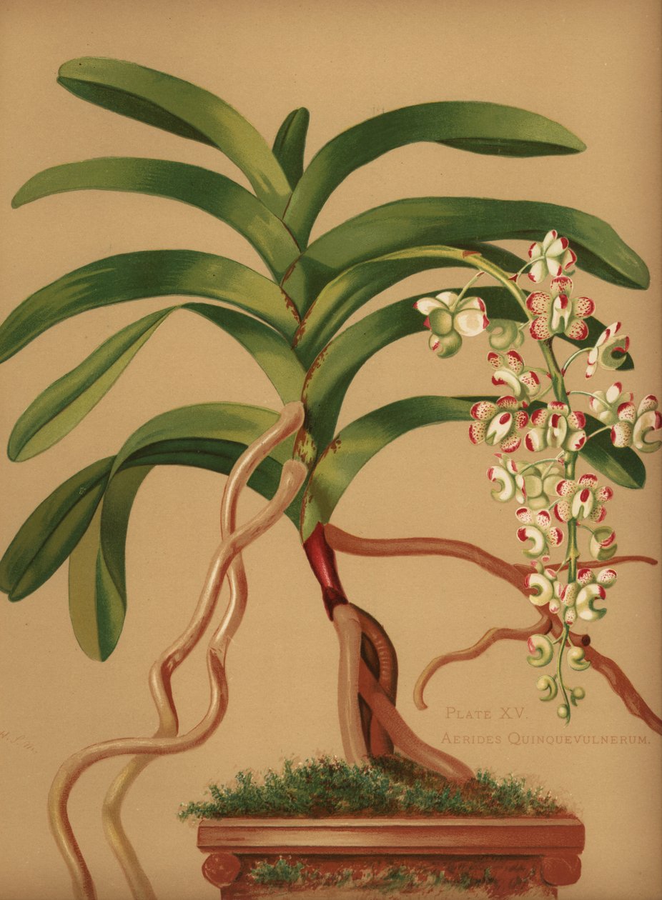 Orchidej kočičího ocasu nebo liščího kartáčku, Aerides quinquevulnera od Unknown