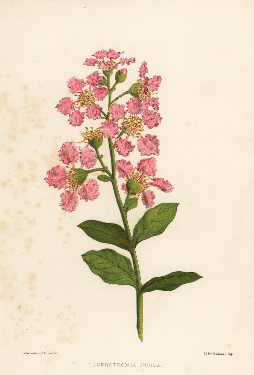 Myrta krepová, Lagerstromia indica od Unknown