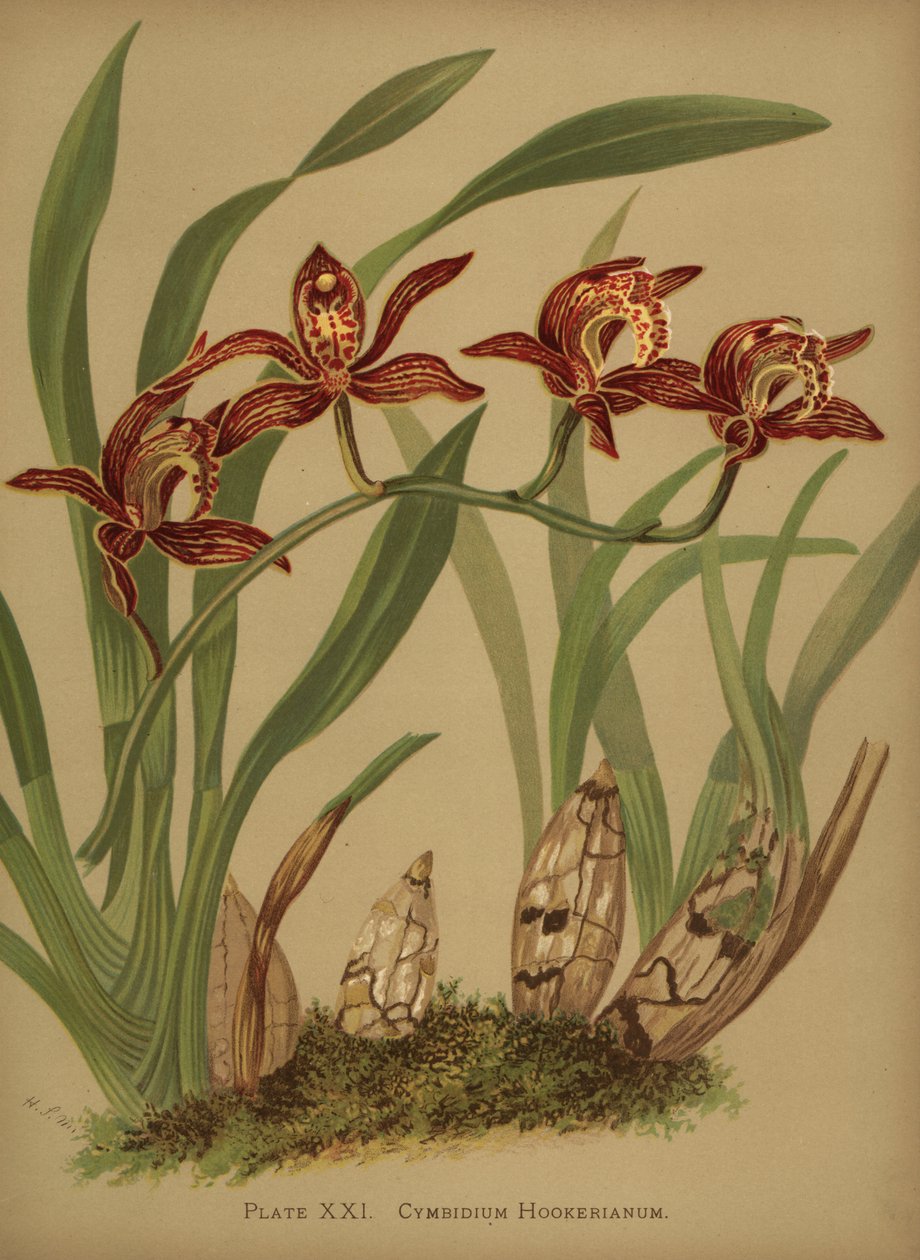 Orchidej Cymbidium hookerianum od Unknown