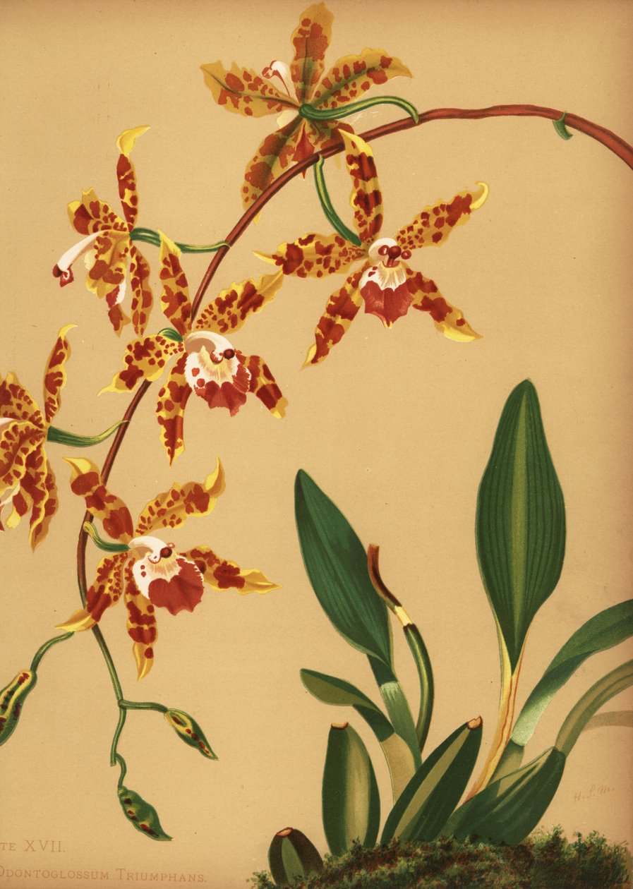 Orchidej tančící, Oncidium spectatissimum (Odontoglossum triumphans) od Unknown