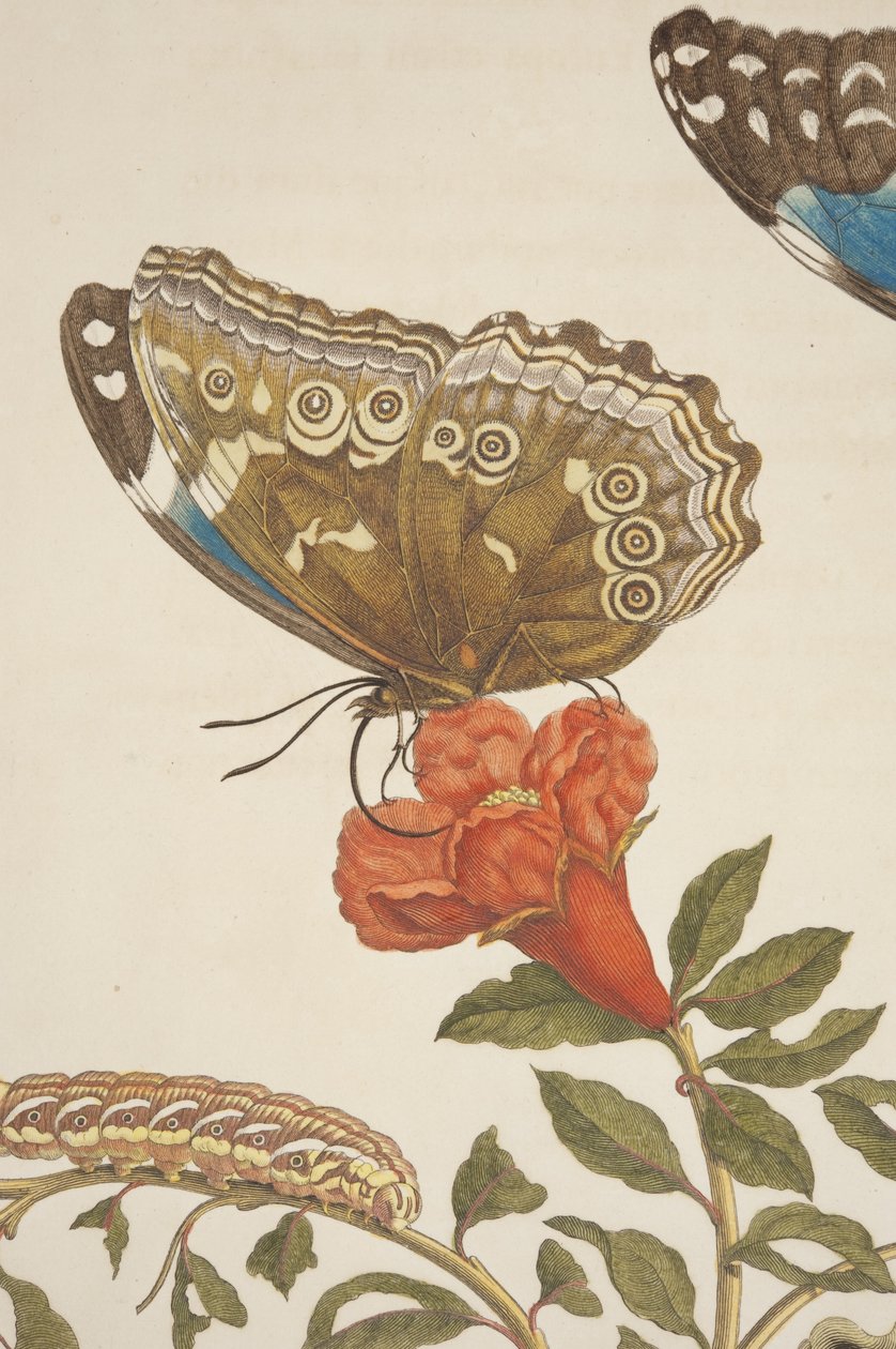 Detail desky IX z Metamorphosis Insectorum Surinamensium od Marie Sibylly Merian, 1705 od Unknown