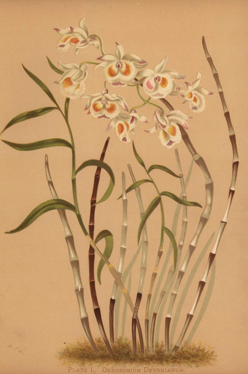 Devons dendrobium orchidej, Dendrobium devonianum od Unknown