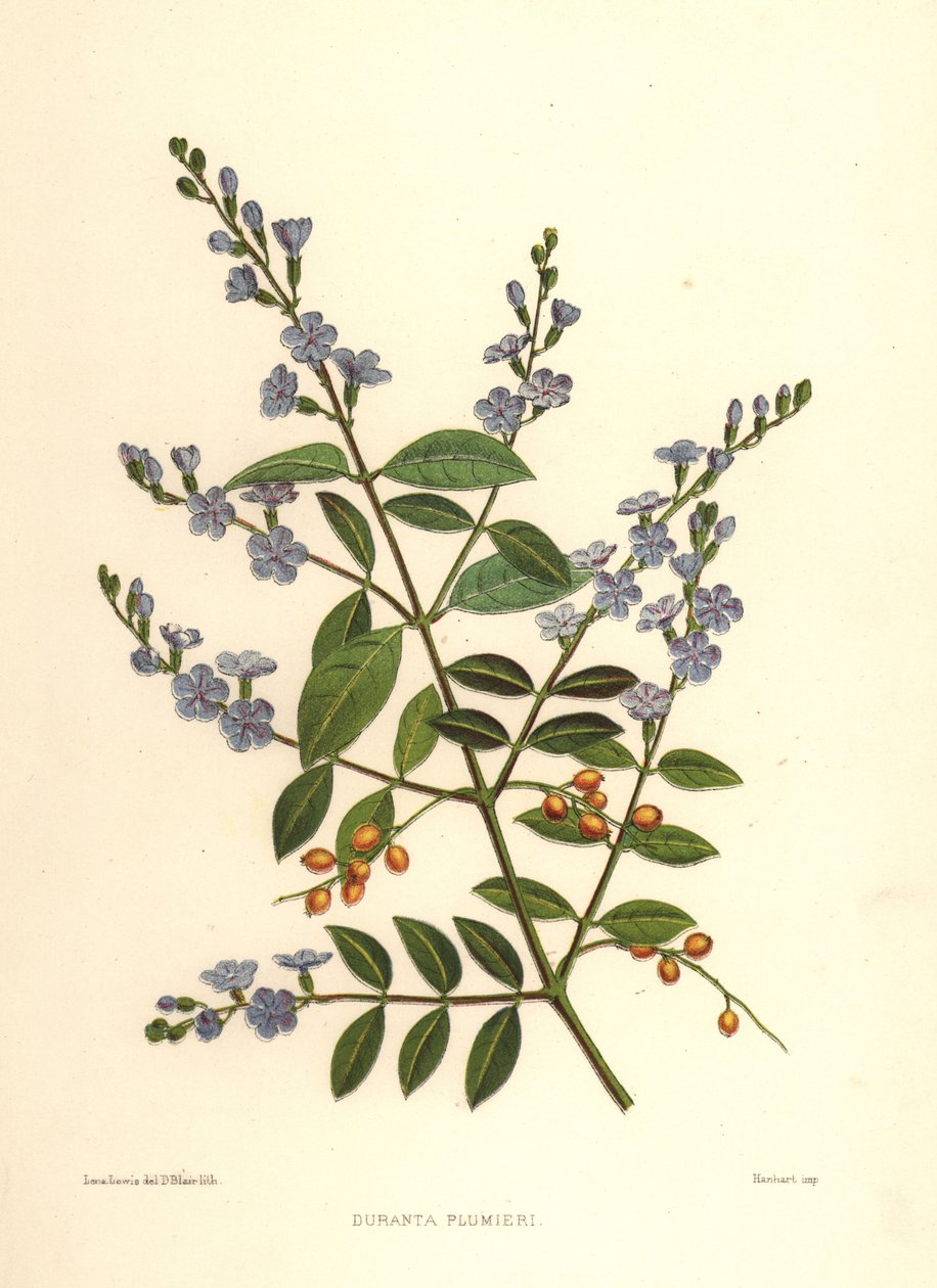 Zlatá kapka rosy, holubice nebo nebeský květ, Duranta erecta (Duranta plumieri) od Unknown