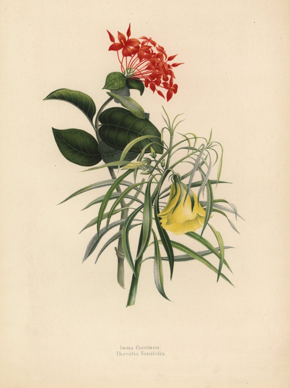 Muškát džungle, Ixora coccinea a žlutý oleandr, Thevetia neriifolia, Cascabela thevetia od Unknown