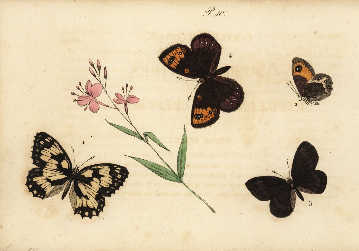 Mramorová bílá, Melanargia galathea 1, španělský vrátný, Pyronia bathseba 2, prstnatec mandlový, Erebia alberganus 3, a prstnatec jarní, Erebia epistygne 4. Satyre demi-deuil, Satyre pasiphae, Satyre ce od Unknown