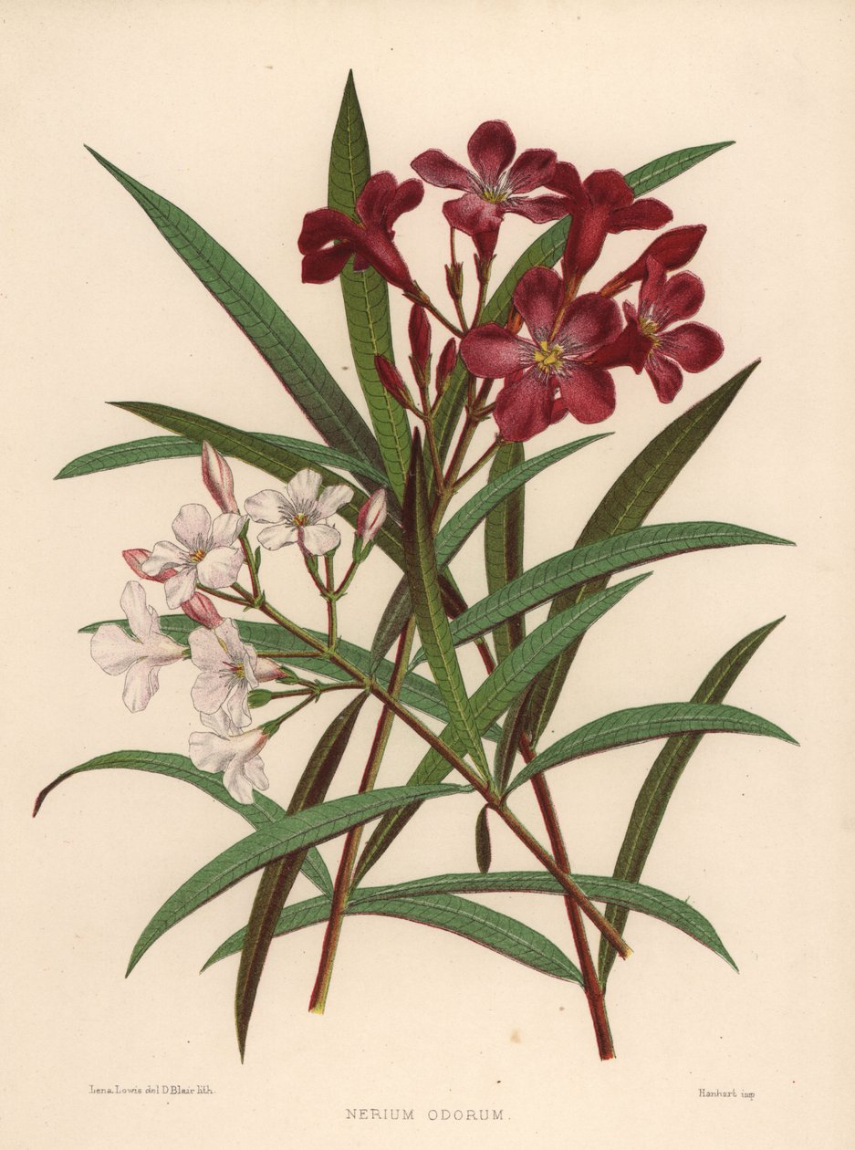 Nerium nebo oleandr, Nerium oleandr (Nerium odorum) od Unknown