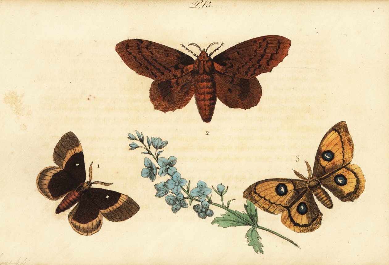 Oak eggar, Lasiocampa quercus 1, topol lappet, Gastropacha populifolia 2 a Tau emperor, Aglia tau 3 od Unknown