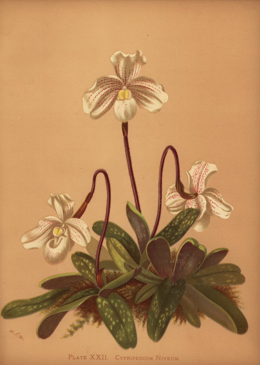Paphiopedilum niveum orchidej (Cypripedium niveum) od Unknown