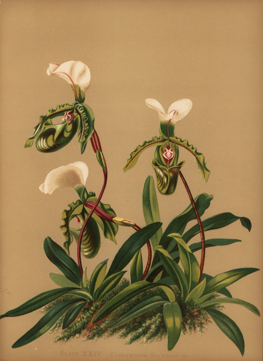 Paphiopedilum spicerianum orchidej (Cypripedium spicerianum) od Unknown