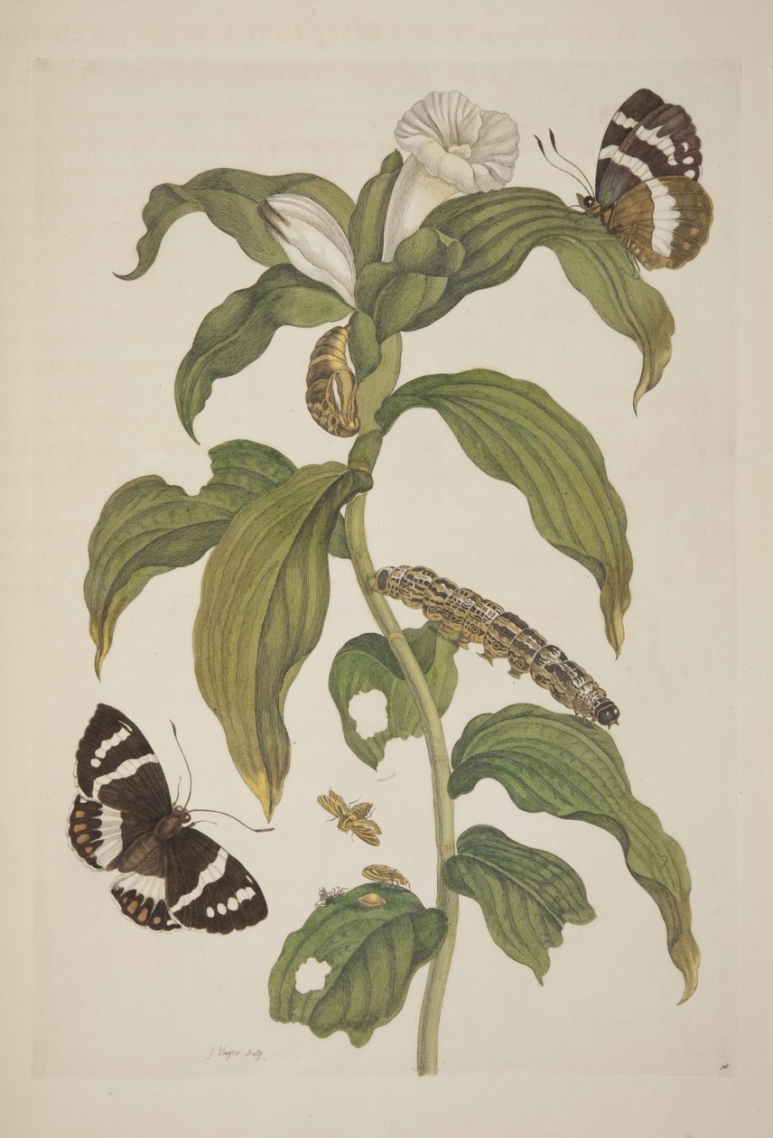 Deska XXVI z Metamorphosis Insectorum Surinamensium od Marie Sibylly Merian, 1705 od Unknown