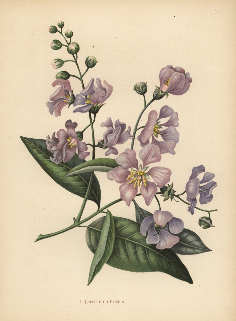 Pýcha Indie obří nebo krep-myrta, Lagerstroemia speciosa od Unknown