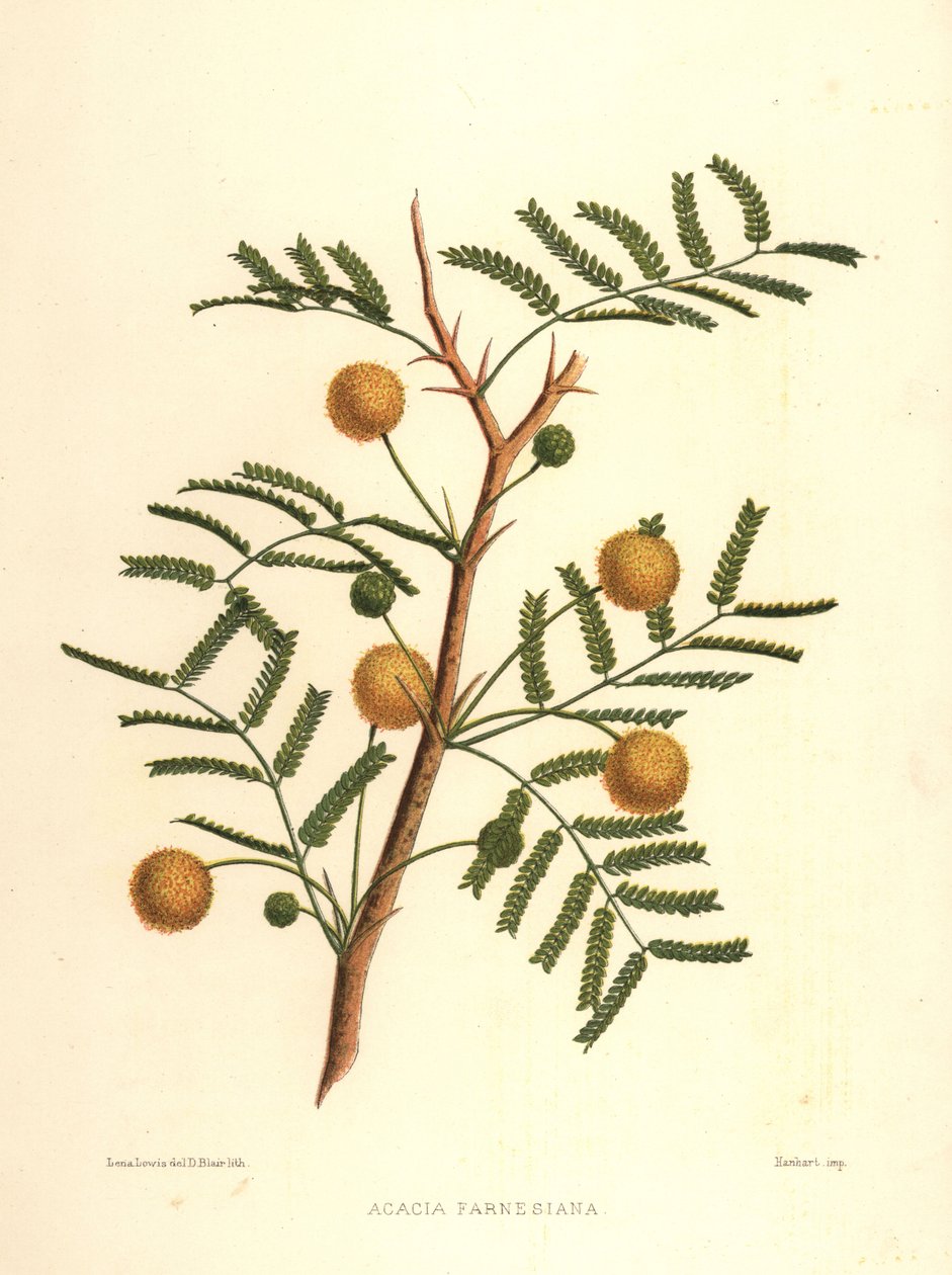 Sladký akát nebo jehličnatý keř, Acacia farnesiana od Unknown