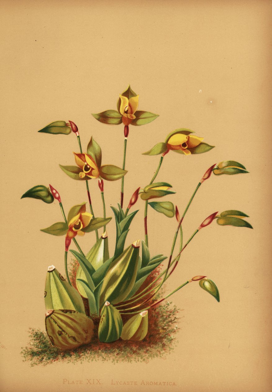 Sladce vonící lycaste orchidej, Lycaste aromatica od Unknown