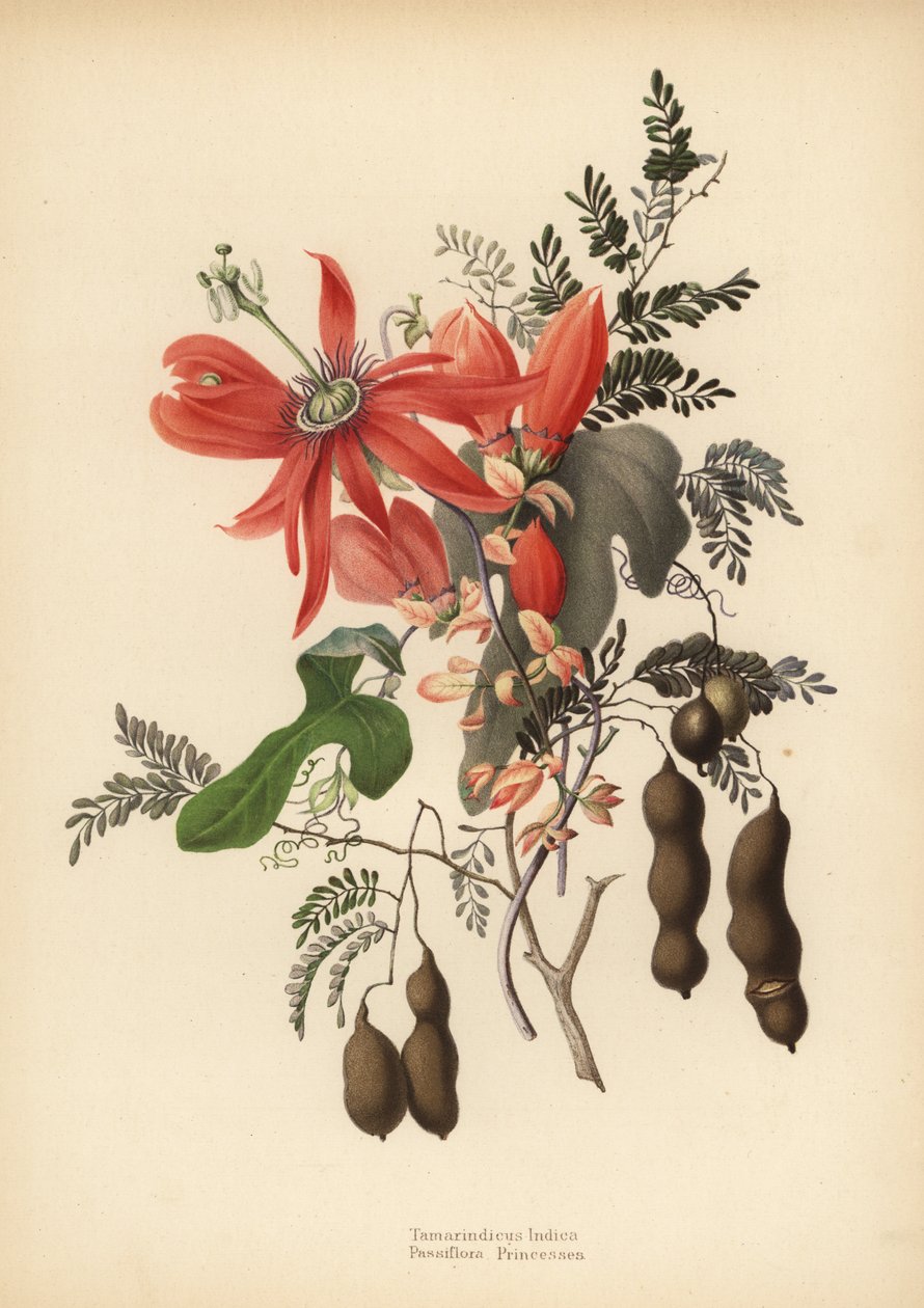 Tamarind, Tamarindus indica a mučenka červená, Passiflora racemosa (Passiflora princeps) od Unknown