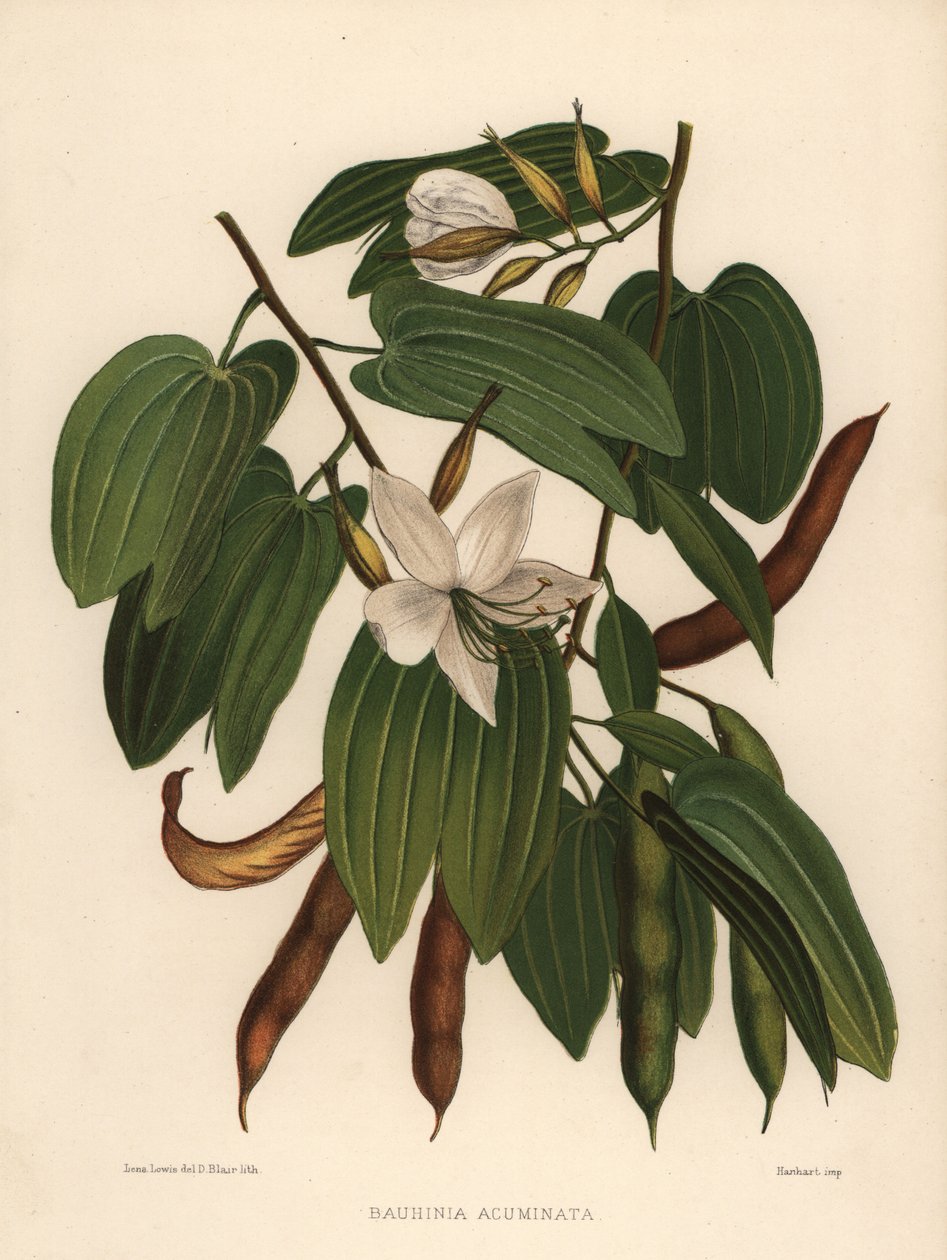 Bílá orchidej, Bauhinia acuminata od Unknown