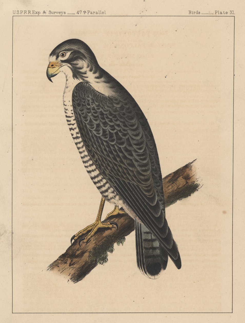 Ptáci, deska XI, 1855 od American School