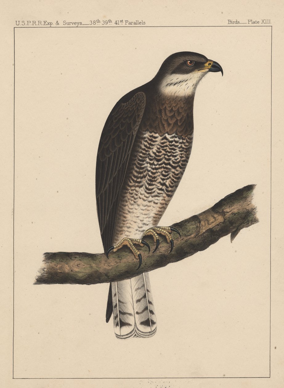 Ptáci, deska XIII, 1855 od American School