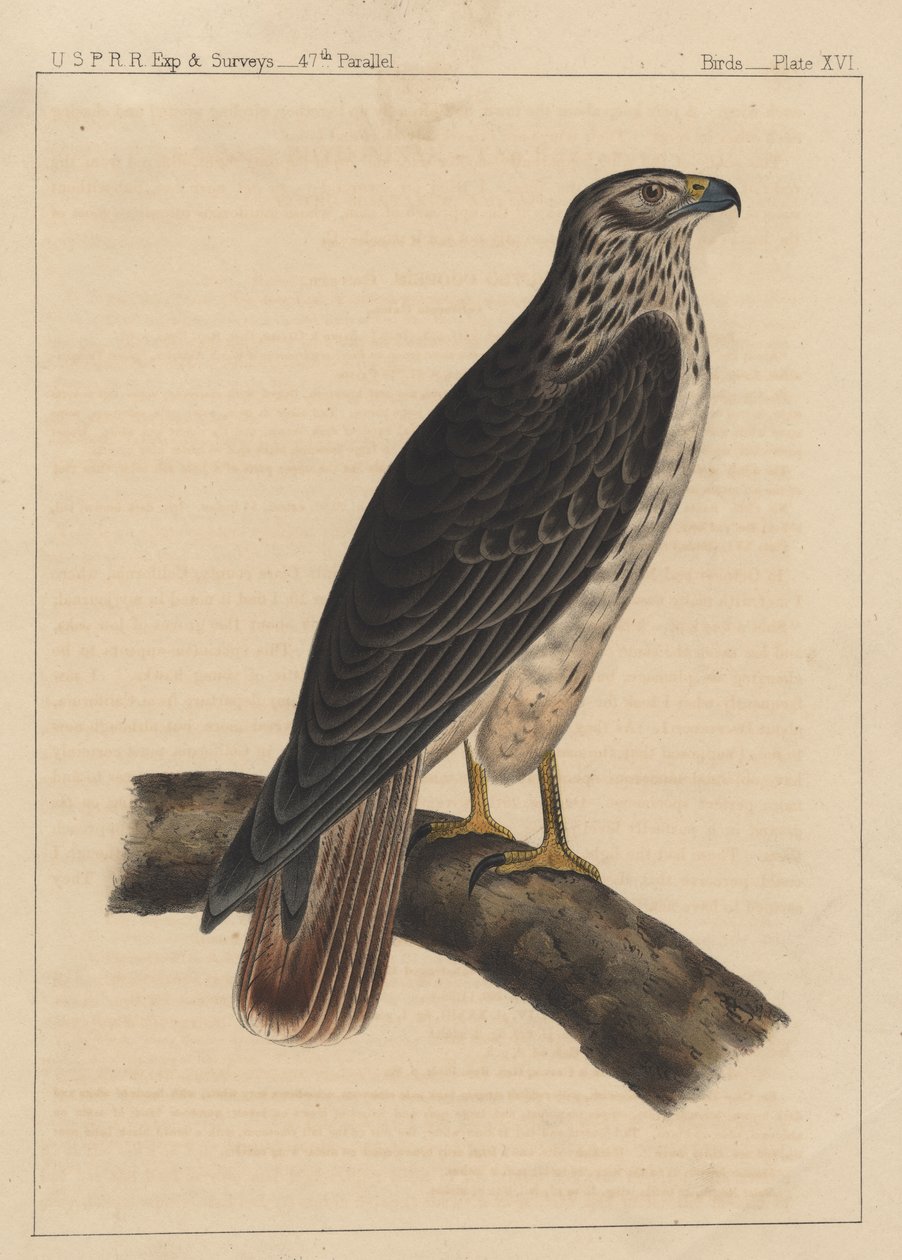 Ptáci, deska XVI, 1855 od American School