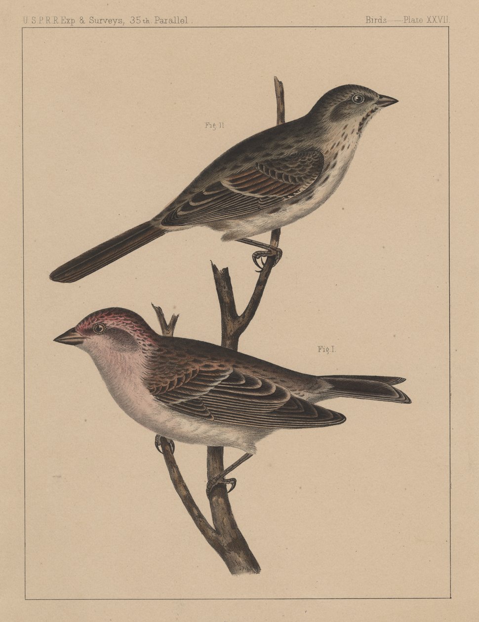 Ptáci, deska XXVII, 1855 od American School