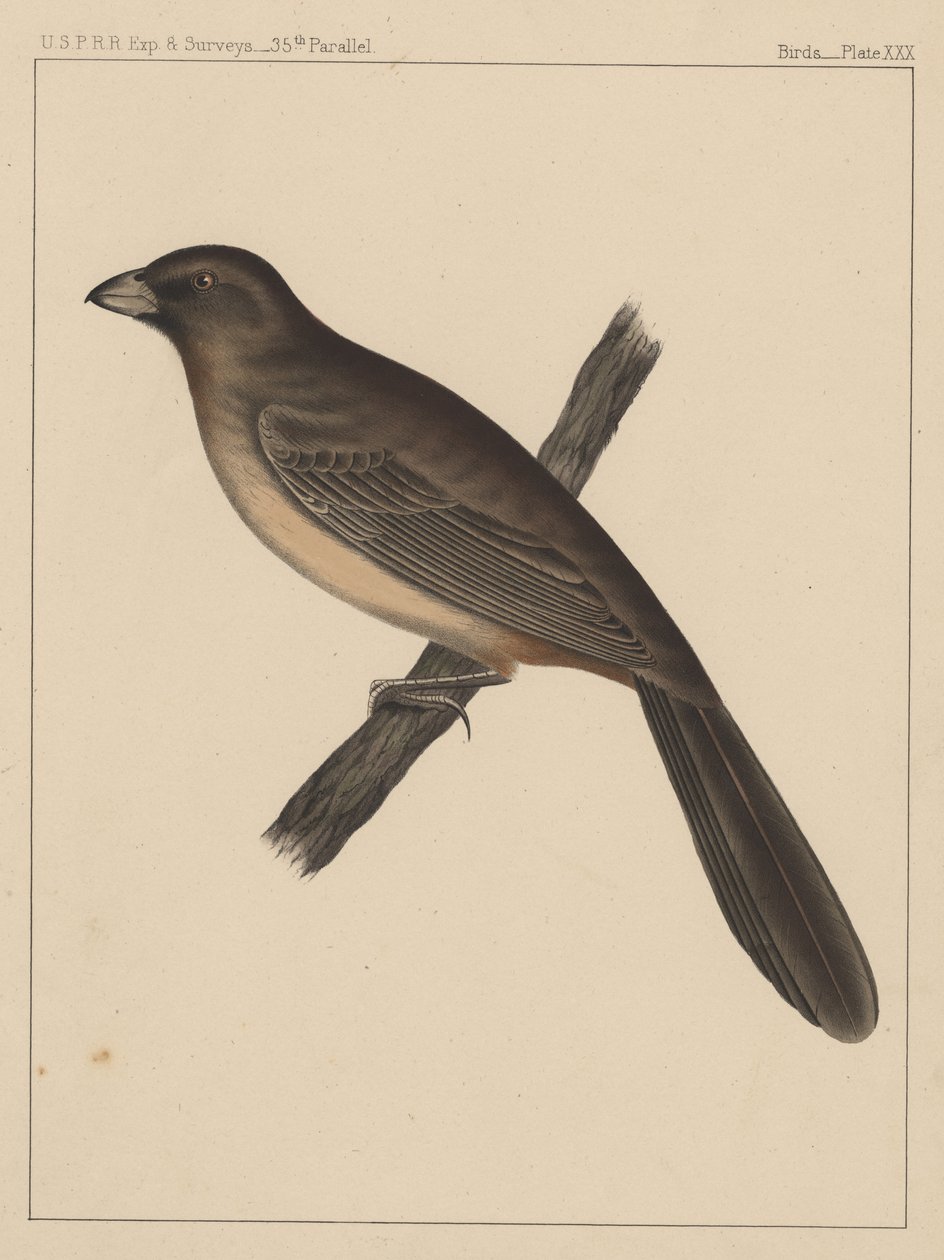 Ptáci, deska XXX, 1855 od American School