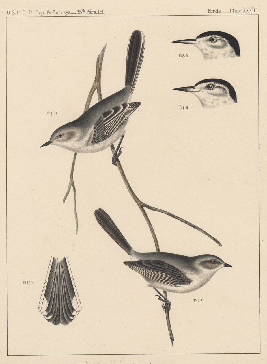 Ptáci, deska XXXIII, 1855 od American School