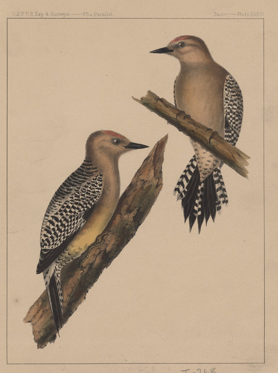 Ptáci, deska XXXVI, 1855 od American School