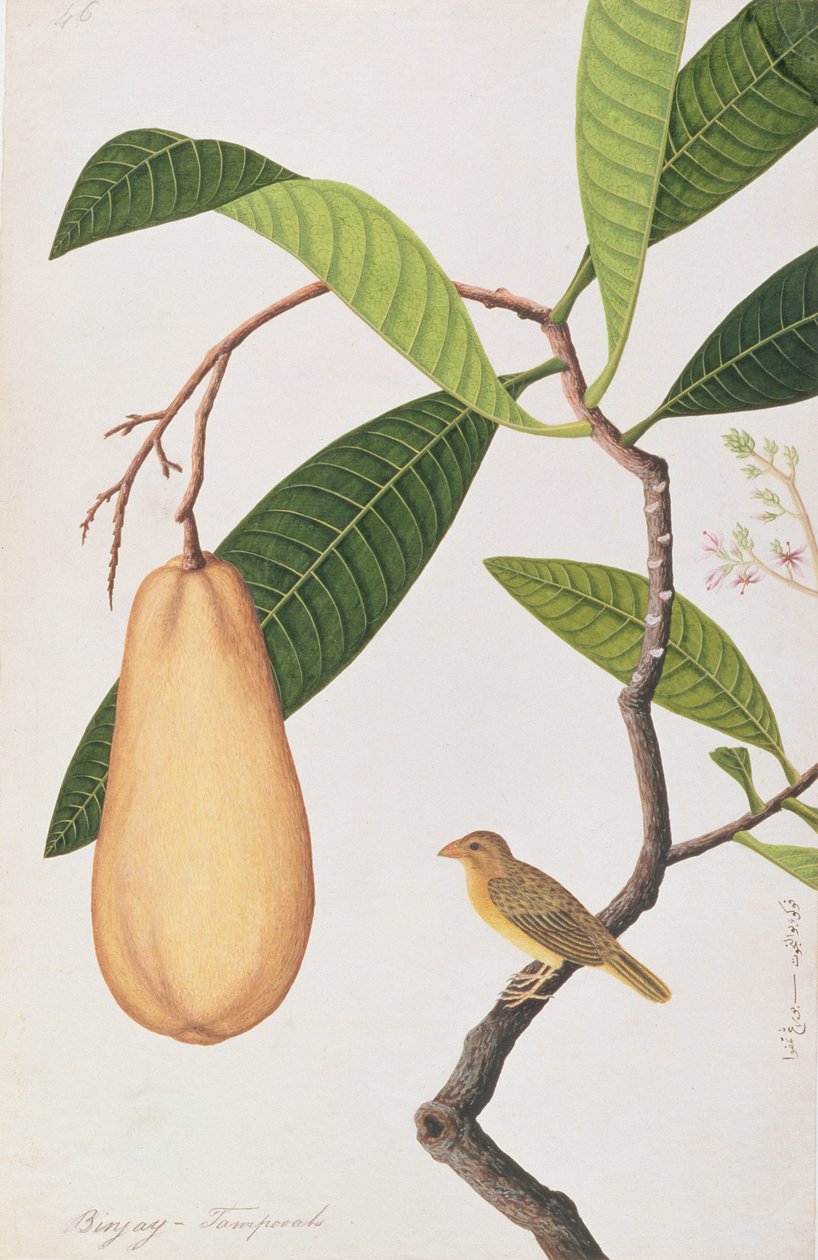 Baya Weaver, z Drawings of Birds from Malacca, c.1805-18 (wc na papíře) od Chinese School