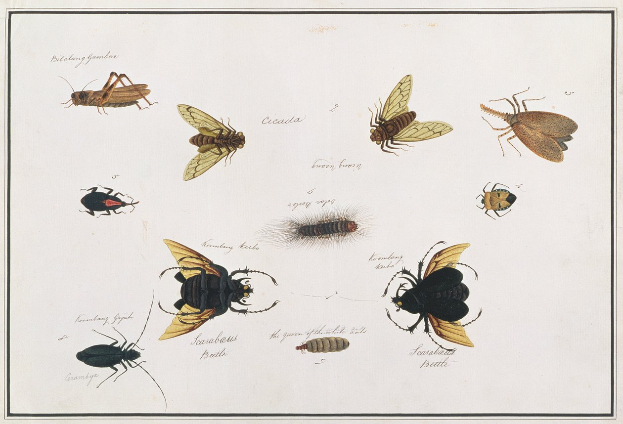 Bilalang Gambur, Cicada, Koombang Kerbo, Koombang Gajah, Scaraboeus Beetle, Ucanucang, z kreseb zvířat, hmyzu a plazů z Malacca, kolem 1805-18 (wc a kvaš na papíře) od Chinese School