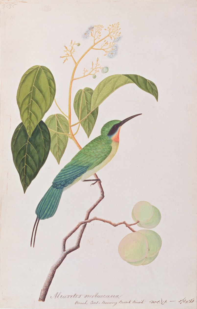 Vlha modroocasá, z kresby ptáků z Malacca, kolem 1805-18 (wc na papíře) od Chinese School