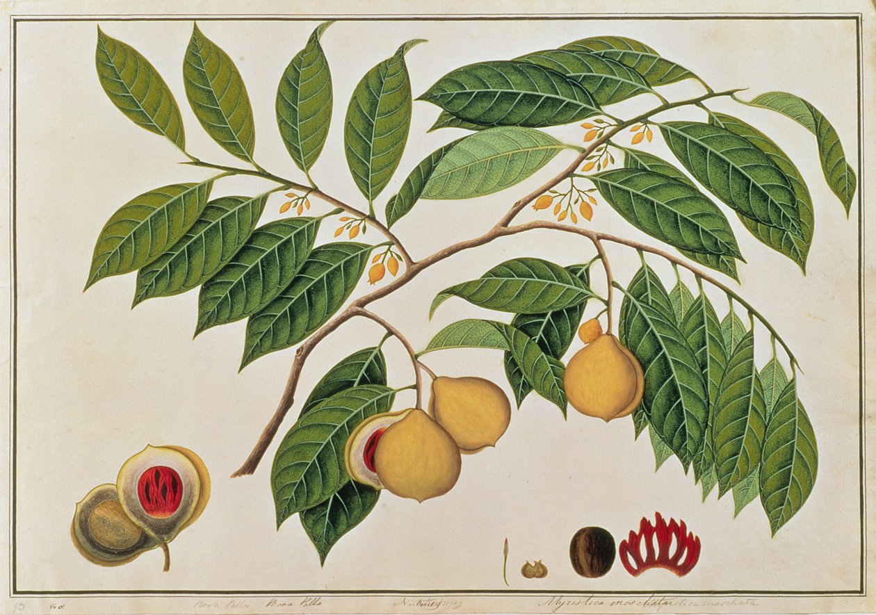 Booa Palla nebo Muškátový oříšek, z výkresů rostlin z Malacca, c.1805-18 (wc na papíře) od Chinese School