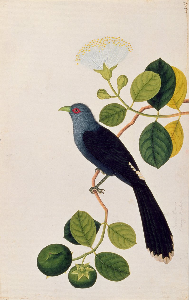 Booah Piedada, Boorong Boobote, z Drawings of Birds from Malacca, c.1805-18 (wc na papíře) od Chinese School