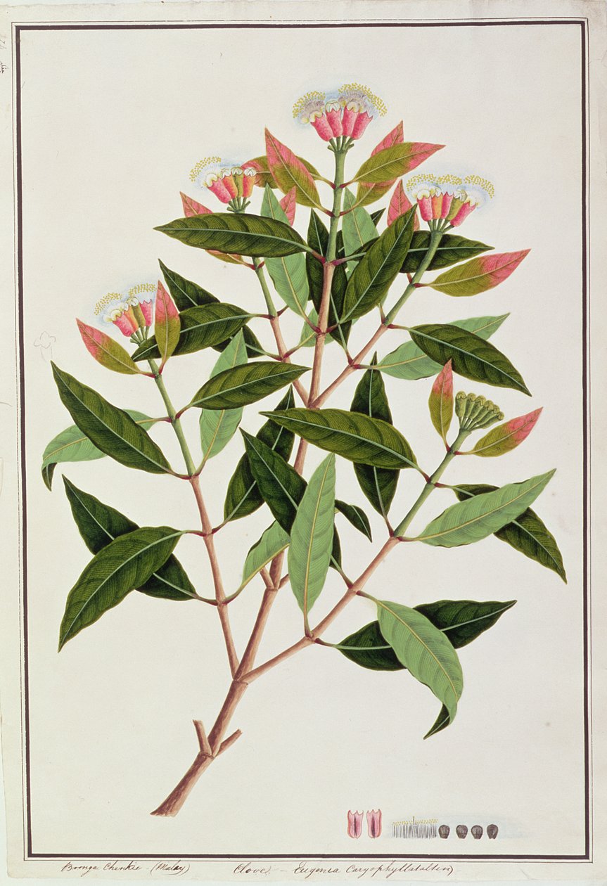 Boingo Chinkie (malajsky), Eugenia Caryophyllata Allen nebo hřebíček, z výkresů rostlin z Malacca, kolem 1805-18 (wc na papíře) od Chinese School