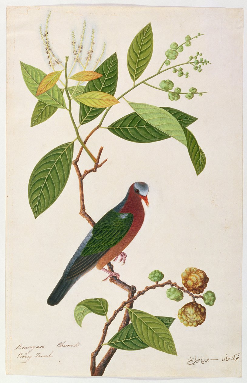 Brangan Chestnut, Pooney Tanah, z Drawings of Birds from Malacca, c.1805-18 (wc na papíře) od Chinese School