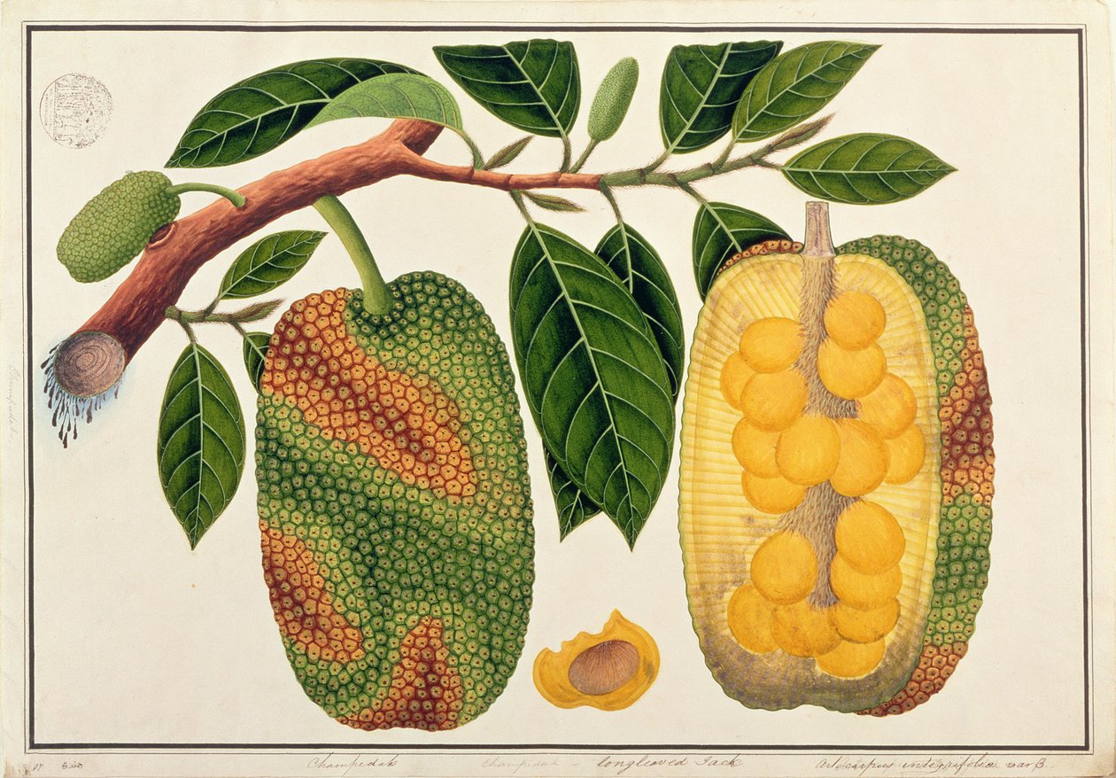 Champedak Artocarpus integrifolia nebo dlouholistý Jack, z výkresů rostlin z Malacca, c.1805-18 (wc na papíře) od Chinese School
