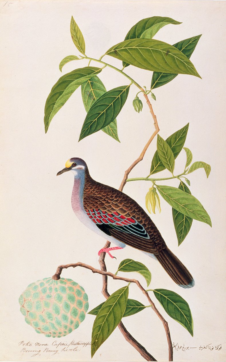 Custard Apple, Poke Nona Caprie s Boorong Pooney Sieole, z Drawings of Birds from Malacca, c.1805-18 (wc na papíře) od Chinese School