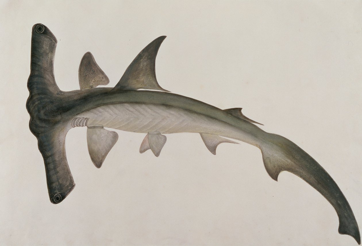 Eeoo Tando, z Drawings of Fishes from Malacca, c.1805-18 (wc na papíře) od Chinese School