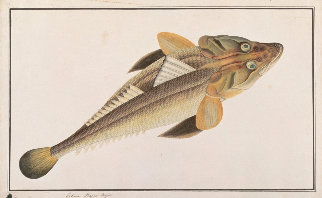 Flathead, z Drawings of Fishes from Malacca, c.1805-18 (wc na papíře) od Chinese School