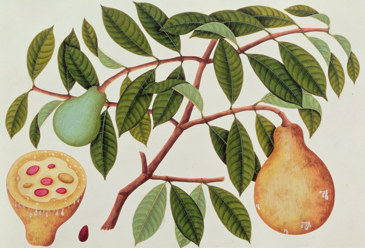 Fruit, from Drawings of Plant from Malacca, c.1805-18 (wc on paper) od Chinese School