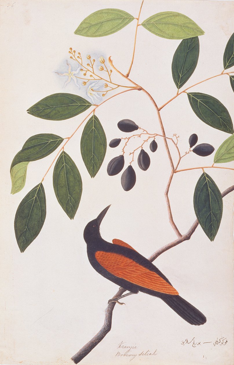 Greater Coucal, z Drawings of Birds from Malacca, c.1805-18 (wc na papíře) od Chinese School