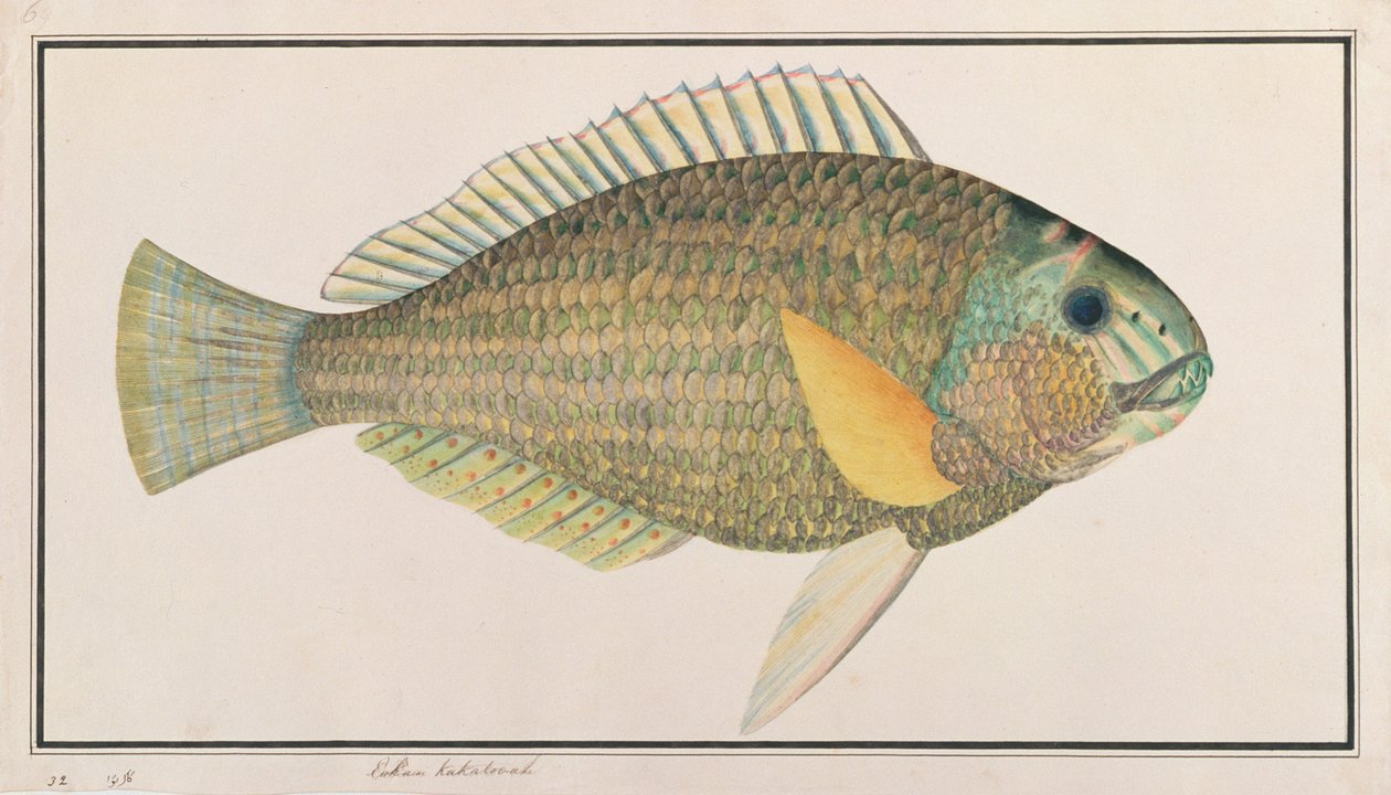 Green Wrasse, z kresby ryb z Malacca, c.1805-18 (wc na papíře) od Chinese School