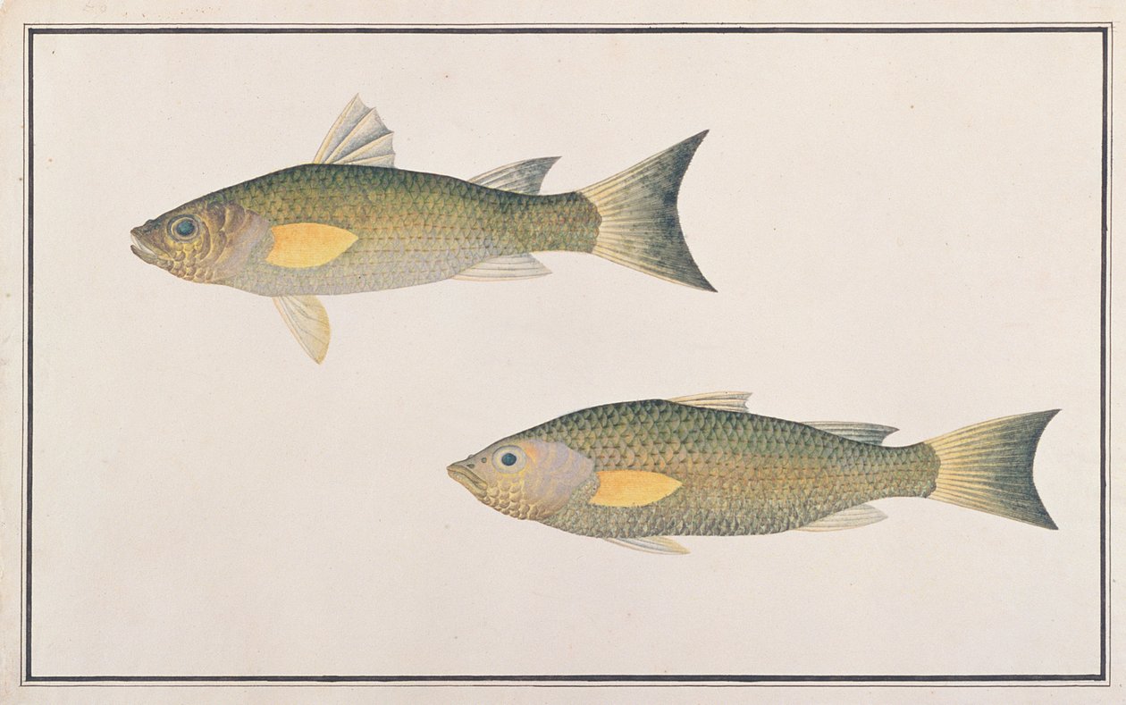 Gray Mullet, od Drawings of Fishes from Malacca, c.1805-18 (wc na papíře) od Chinese School
