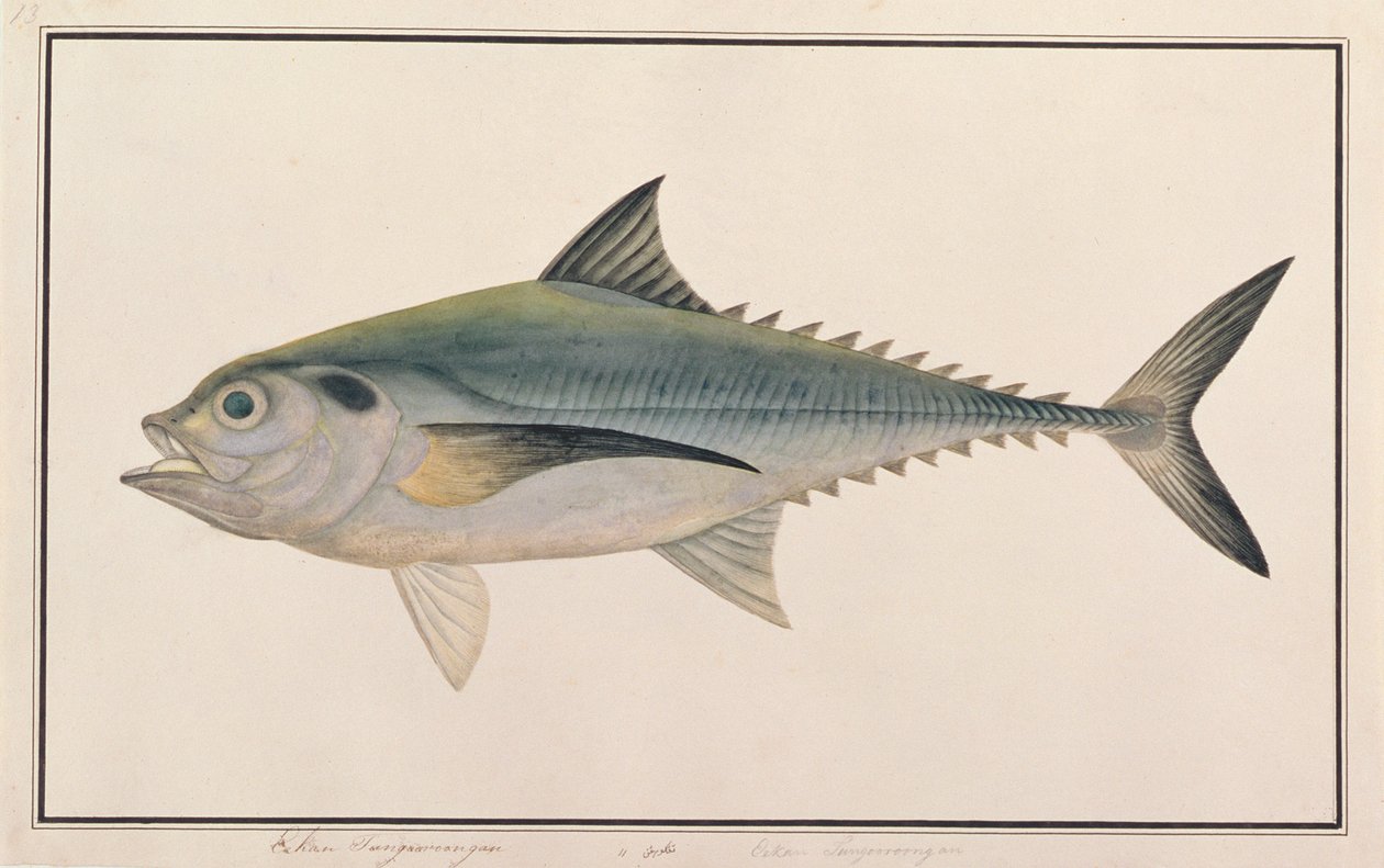 Hardtail Scad, z Drawings of Fishes from Malacca, c.1805-18 (wc na papíře) od Chinese School