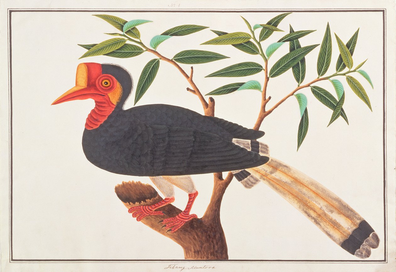 Zoborožec přilbový, z kresby ptáků z Malacca, kolem 1805-18 (wc na papíře) od Chinese School